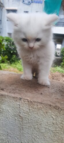 persian cat kitten available for sale