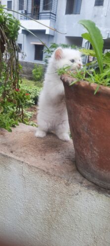 persian cat kitten available for sale