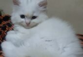 persian cat kitten available for sale