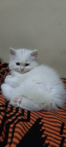 persian cat kitten available for sale