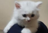 persian cat kitten available for sale