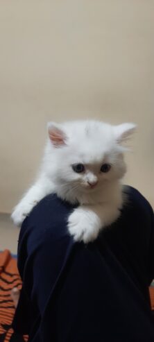 persian cat kitten available for sale