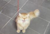 persian cat