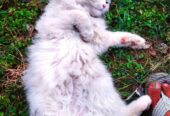 Persian Cat Prince – Pure White Beauty