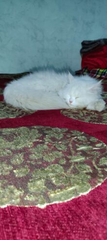 Persian Cat Prince – Pure White Beauty