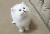 Friendly white persian kitten