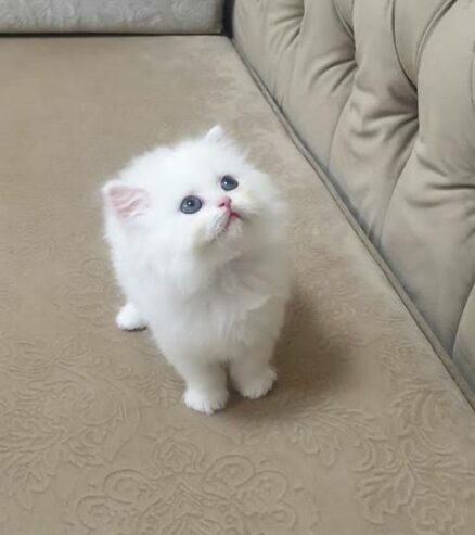 Friendly white persian kitten