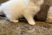 Friendly white persian kitten