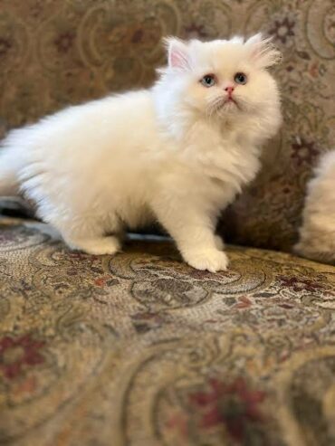 Friendly white persian kitten