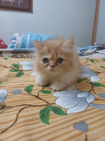 Persian cat