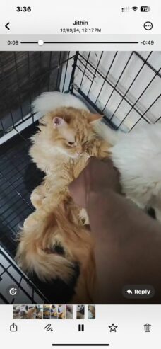 3 persian kittens(8months old)