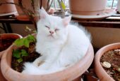 Turkish Angora Kittens