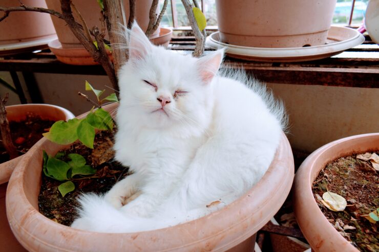 Turkish Angora Kittens