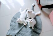 Turkish Angora Kittens