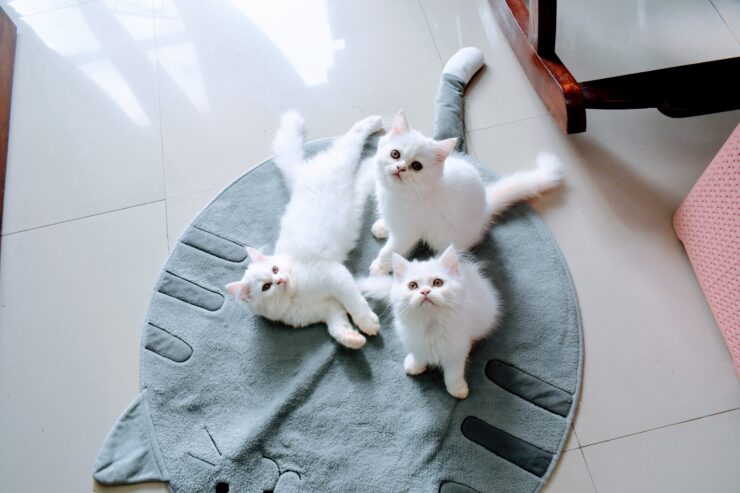 Turkish Angora Kittens