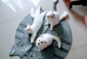 Turkish Angora Kittens