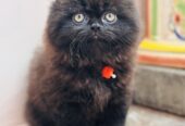 Persian cat