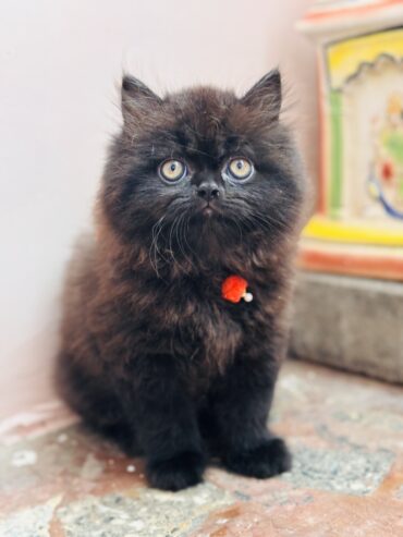 Persian cat