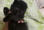 male black persian kitten