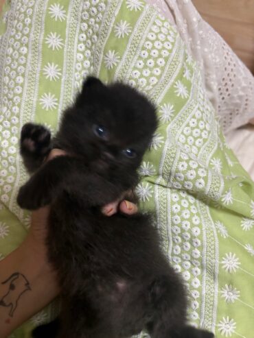 male black persian kitten