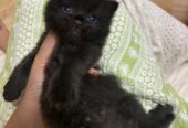 male black persian kitten