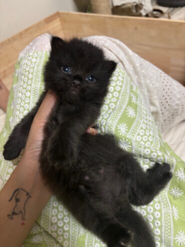 male black persian kitten