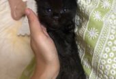 male black persian kitten