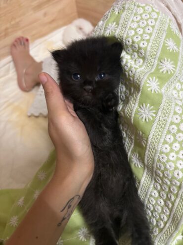 male black persian kitten