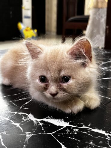 Almond color Persian