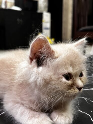 Almond color Persian