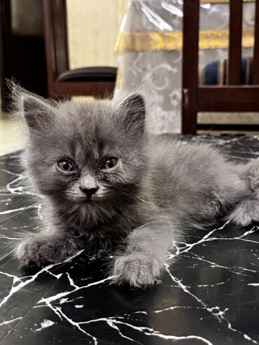 Grey Persian