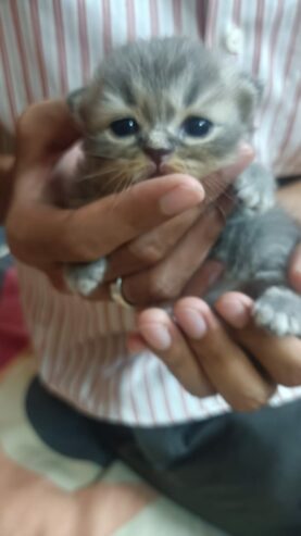 Persian Kittens For Sale