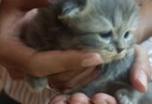 Persian Kittens For Sale