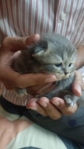 Persian Kittens For Sale