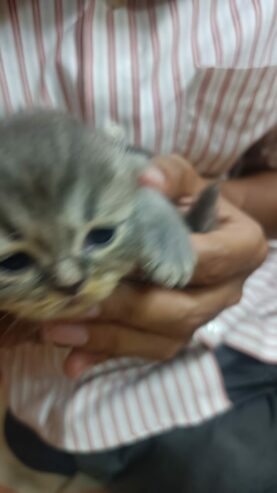 Persian Kittens For Sale