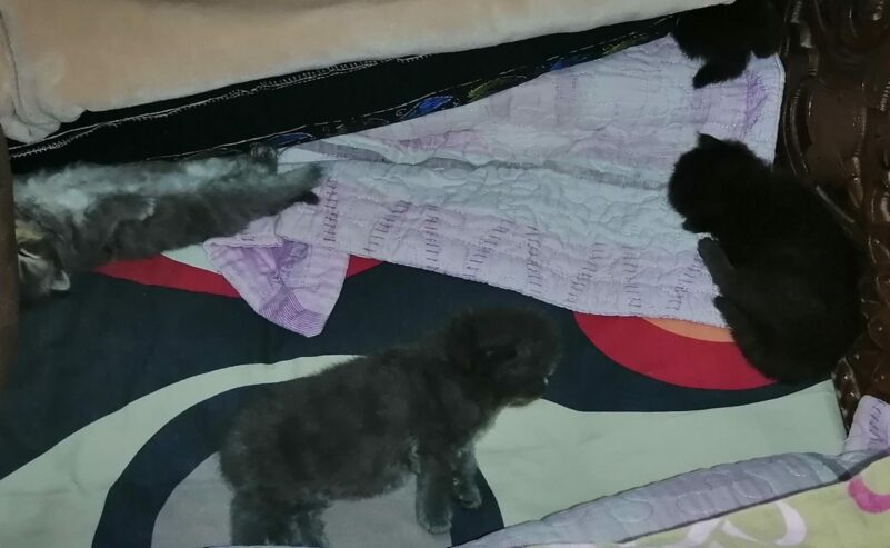 Persian Kittens For Sale