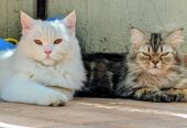 Turkish Angora Kittens