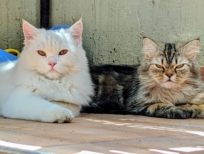 Turkish Angora Kittens