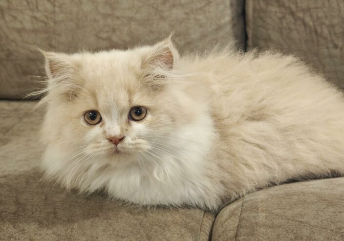 Persian Cat