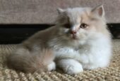 Persian Cat