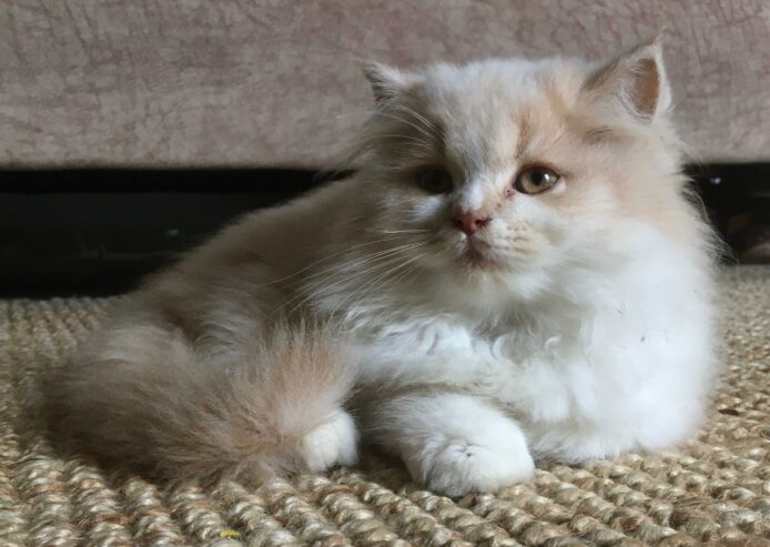 Persian Cat