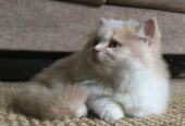 Persian Cat