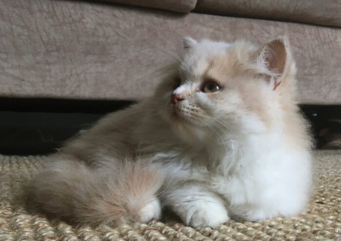 Persian Cat