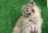 Persian kittens