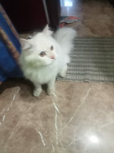 Persian cat