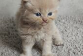 Adorable Persian Kitten Seeks Loving Home!