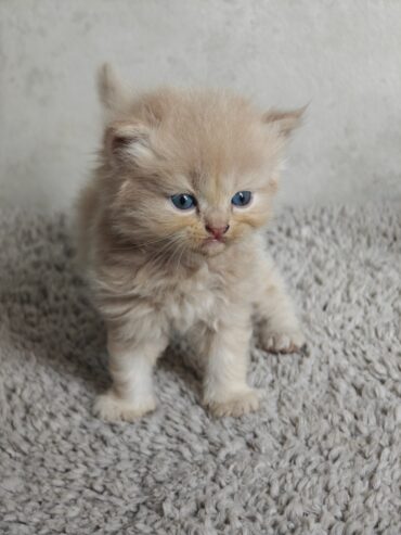 Adorable Persian Kitten Seeks Loving Home!