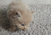 Adorable Persian Kitten Seeks Loving Home!