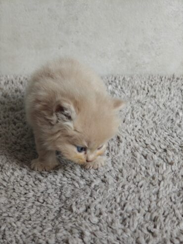 Adorable Persian Kitten Seeks Loving Home!