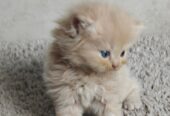 Adorable Persian Kitten Seeks Loving Home!